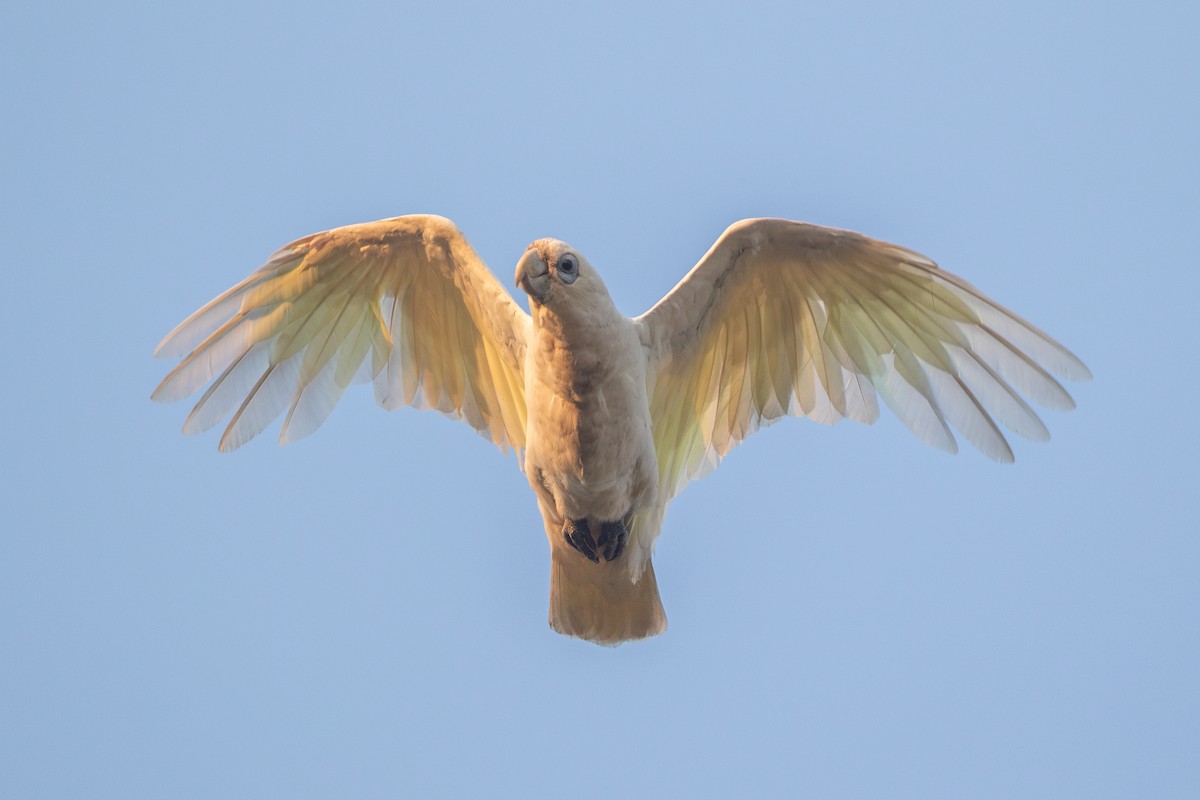 Little Corella - ML642668433