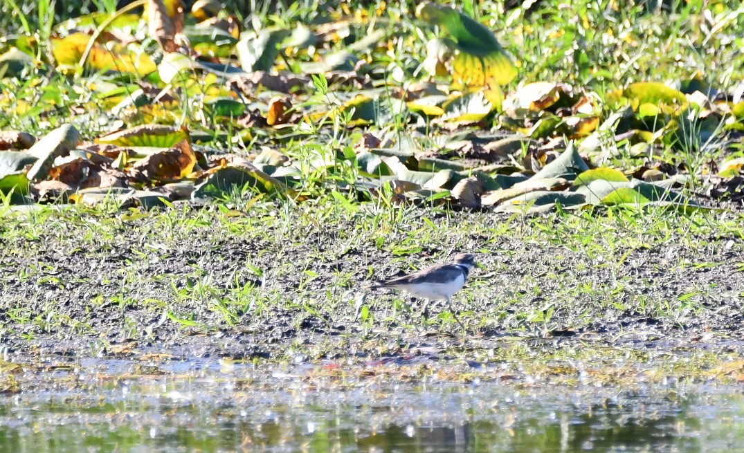 Killdeer - ML642668434