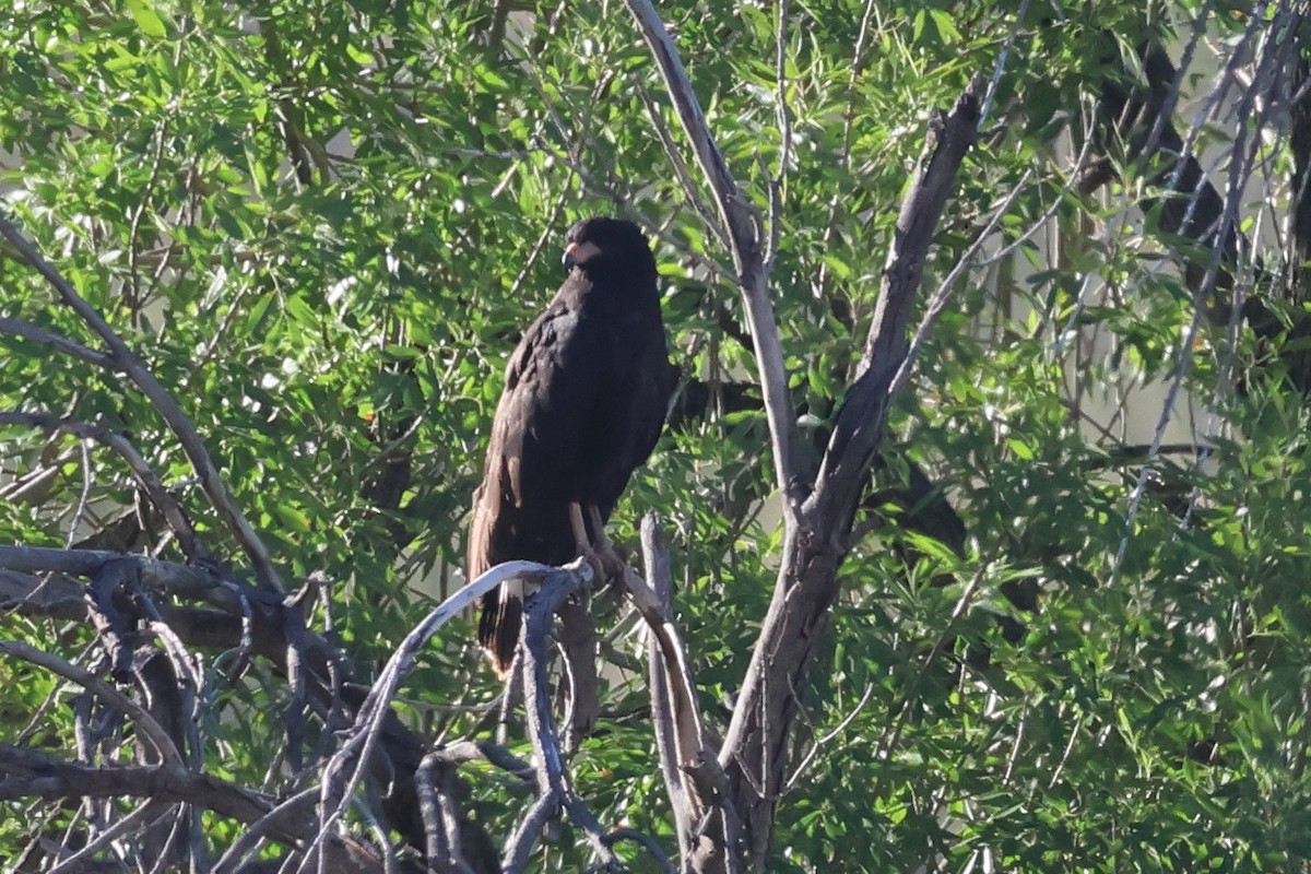 Common Black Hawk - ML642668435