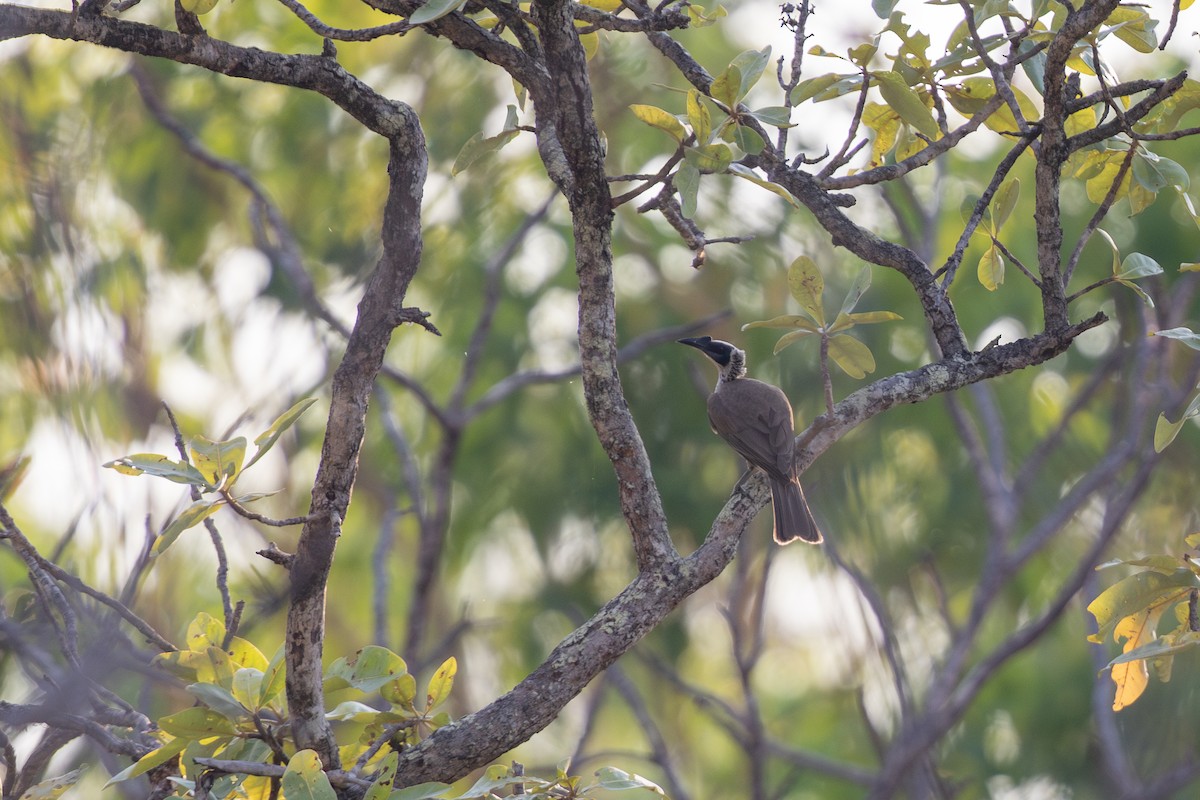 Silver-crowned Friarbird - ML642668441