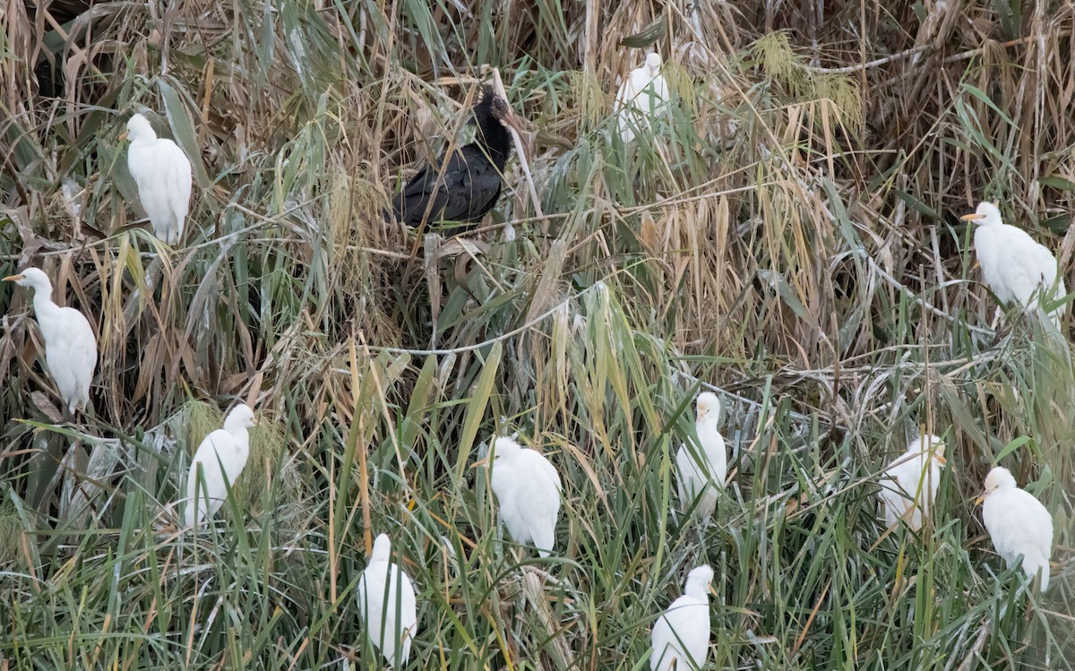 Northern Bald Ibis - ML642668442