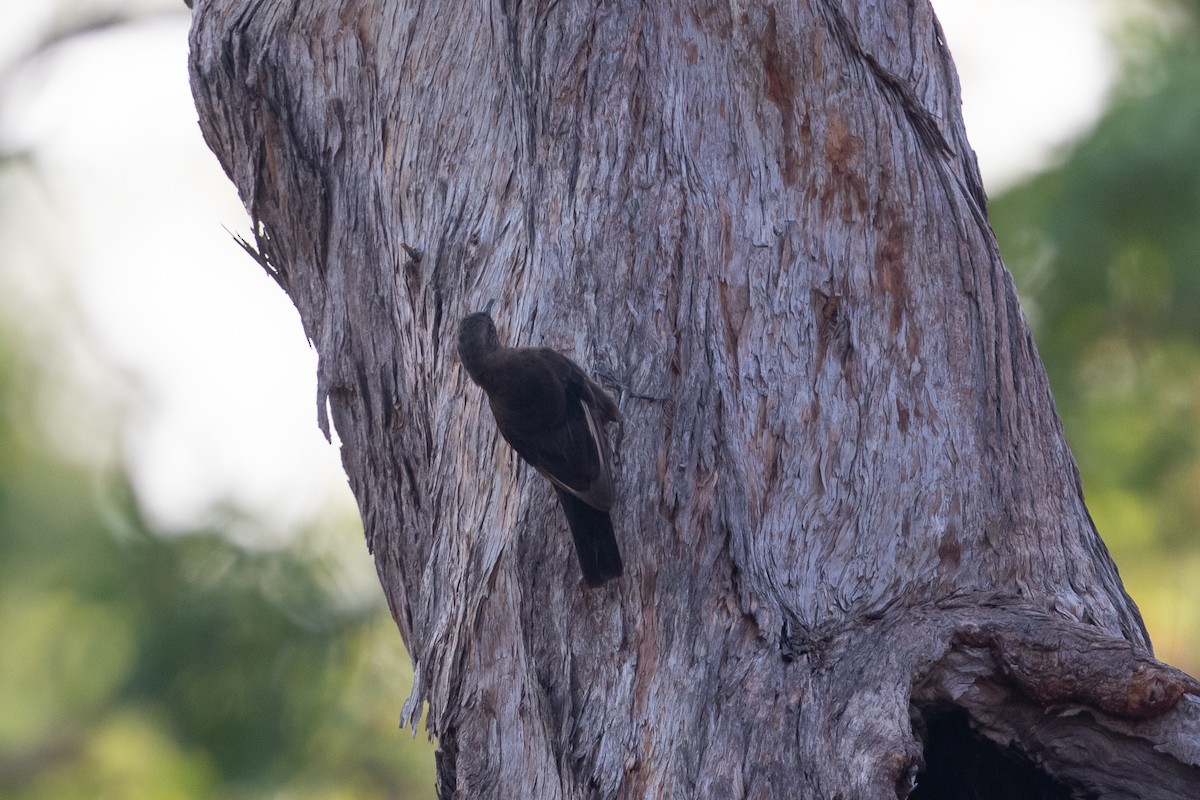 Black-tailed Treecreeper - ML642668444