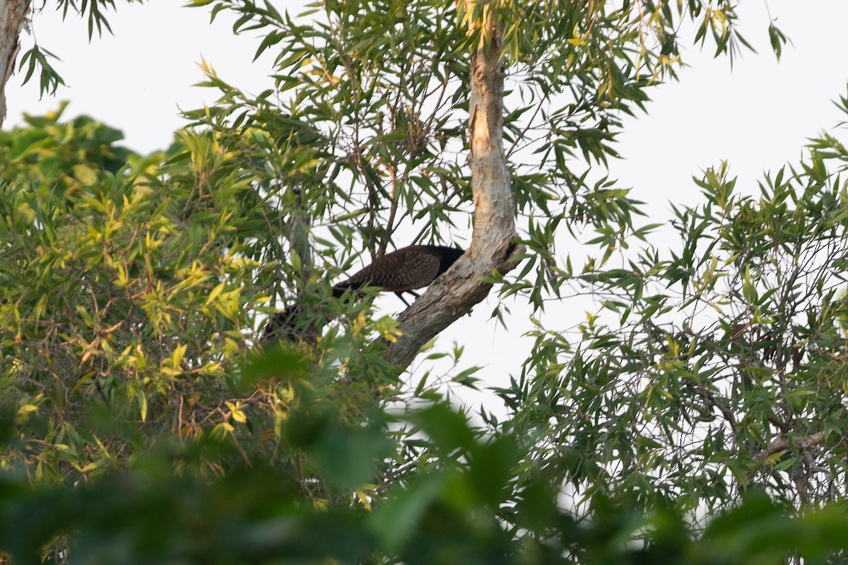 Pheasant Coucal - ML642668447