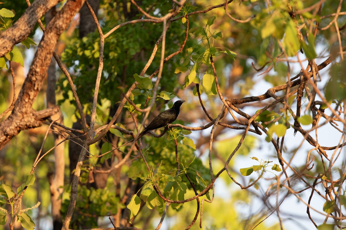 Pacific Koel - ML642668452