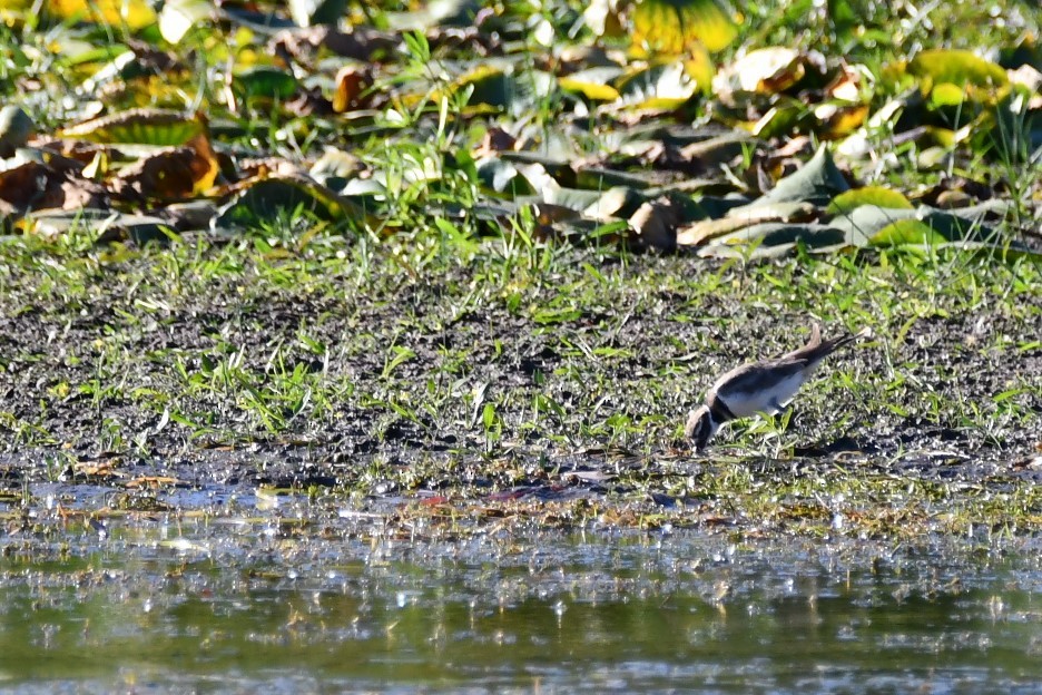 Killdeer - ML642668464