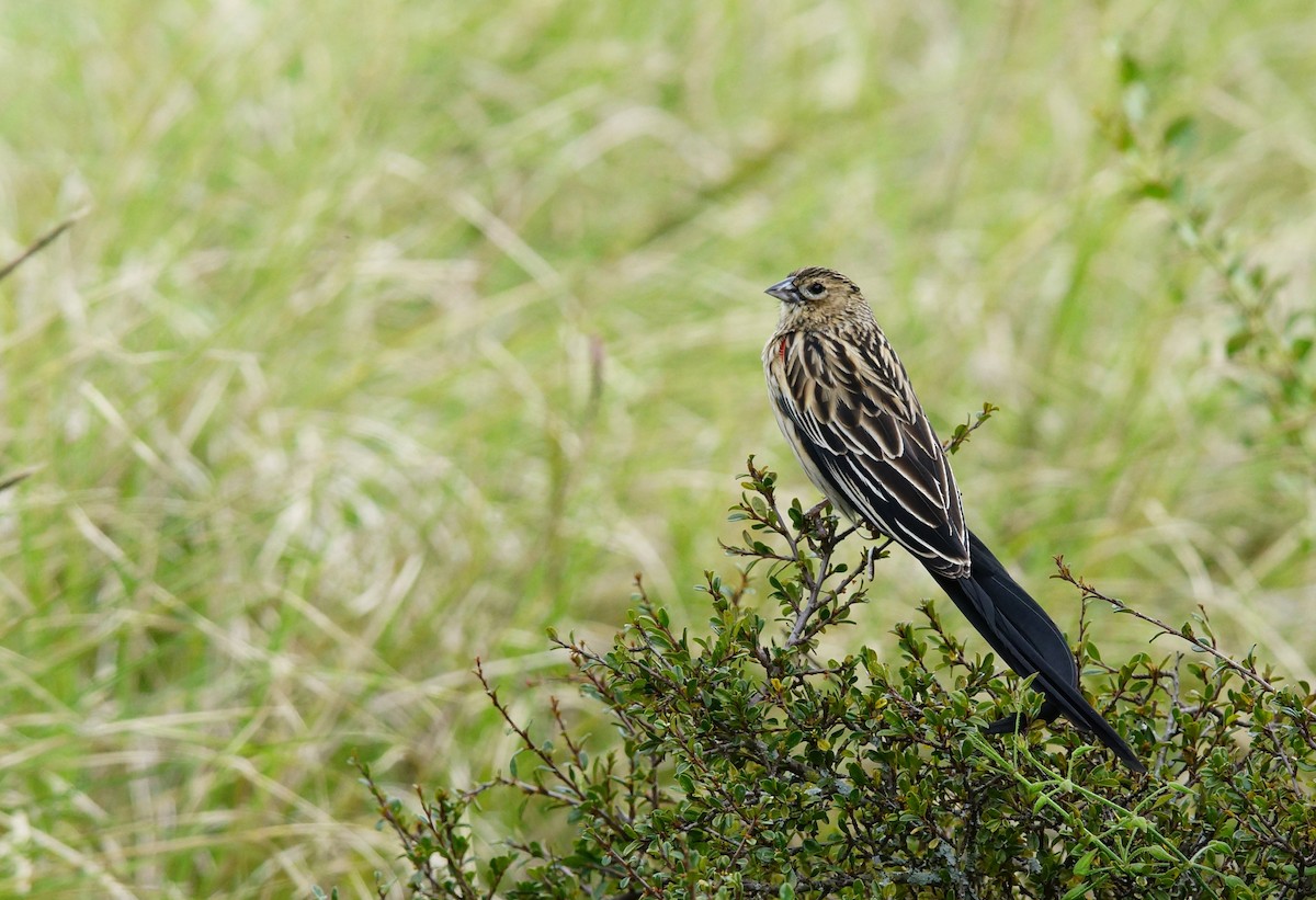 Long-tailed Widowbird - ML642668470