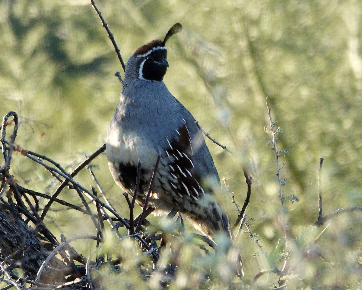 Gambel's Quail - ML642668482