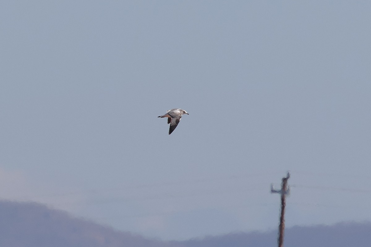 Ring-billed Gull - ML642668483