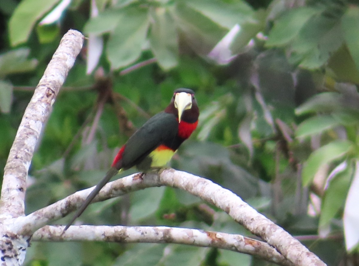 Ivory-billed Aracari - ML642668496