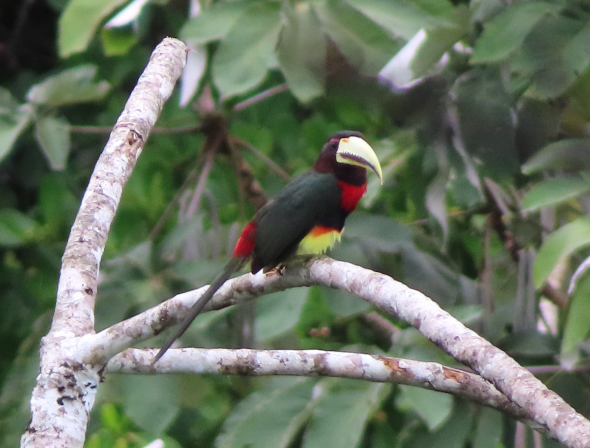 Ivory-billed Aracari - ML642668503