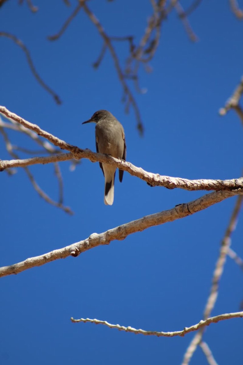 Black-billed Shrike-Tyrant - ML642668513