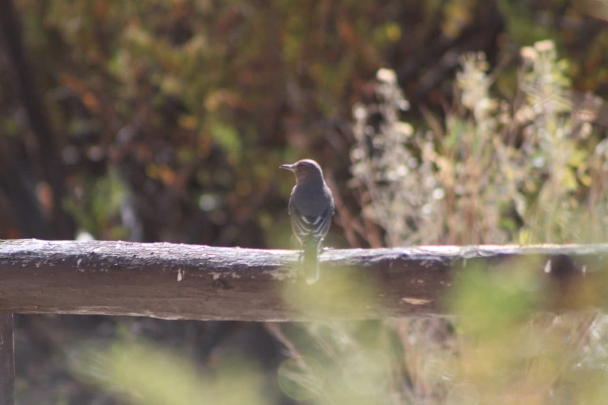 Black-billed Shrike-Tyrant - ML642668514