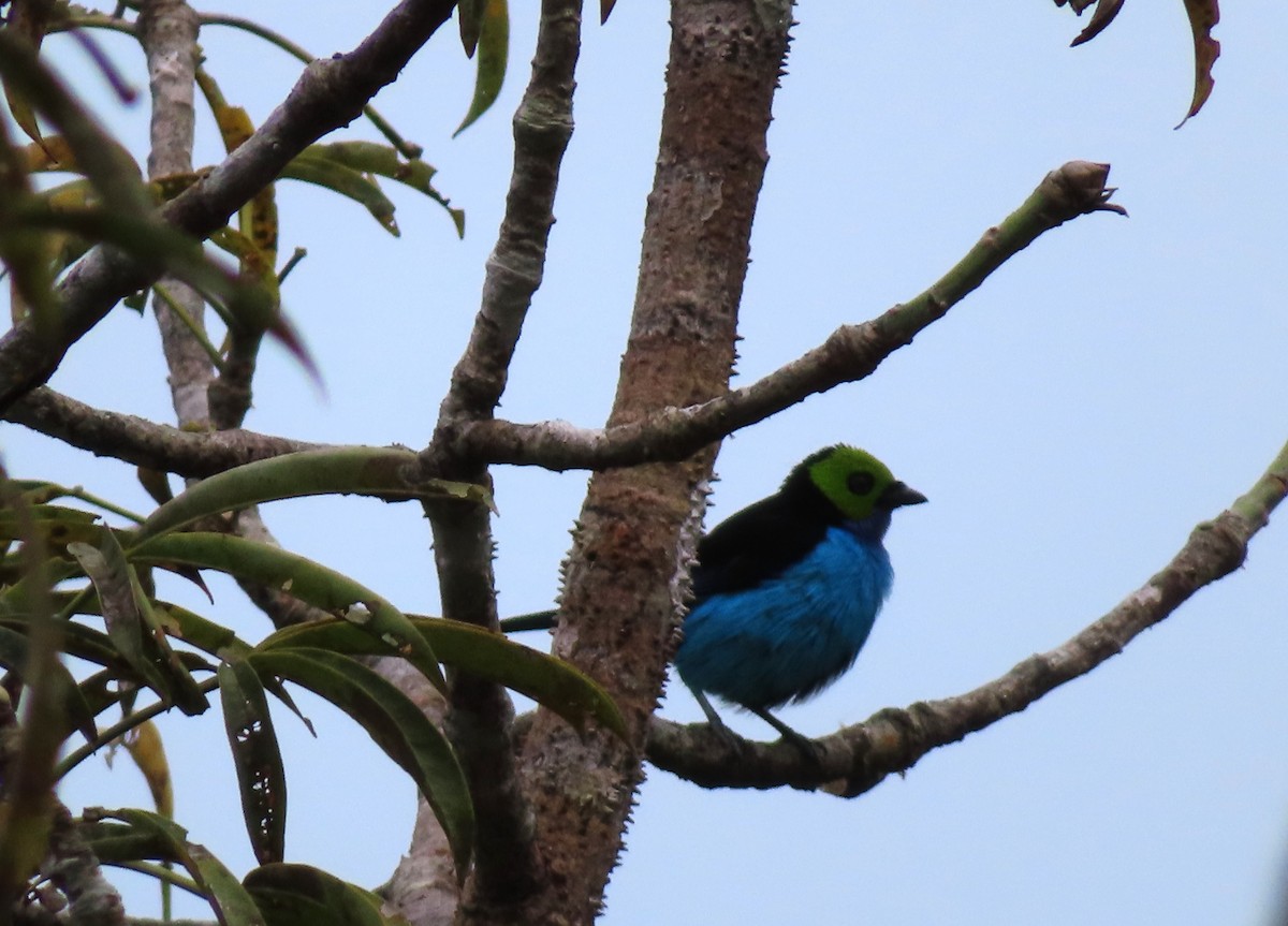 Paradise Tanager - ML642668517