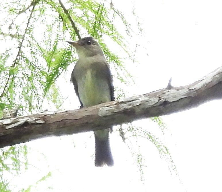 Eastern Wood-Pewee - ML642668554