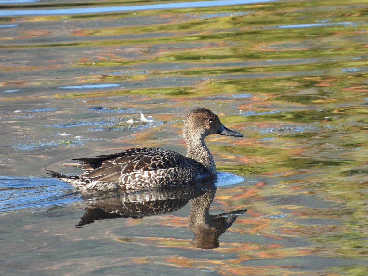 Northern Pintail - ML642668555