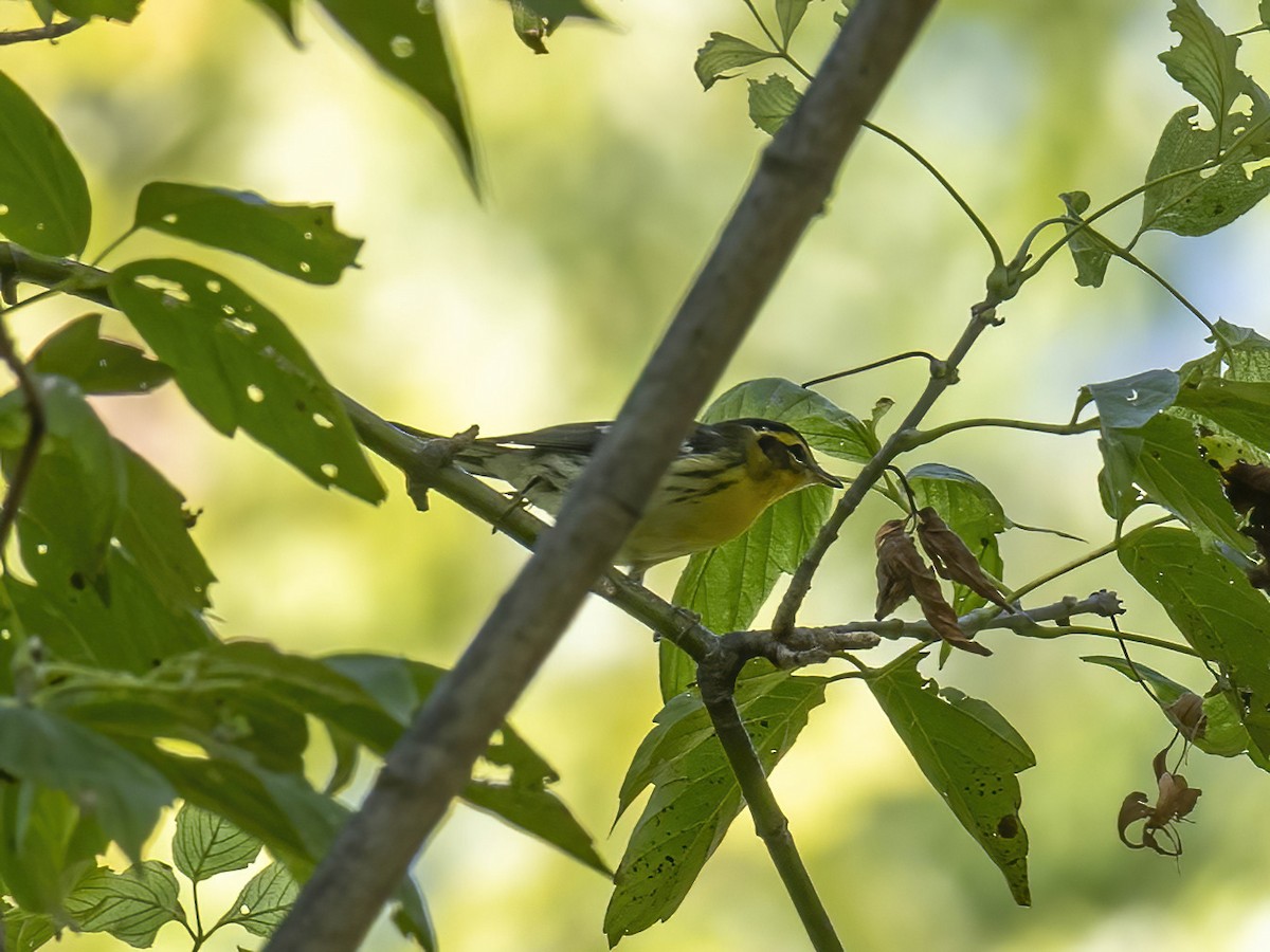 Blackburnian Warbler - ML642668571