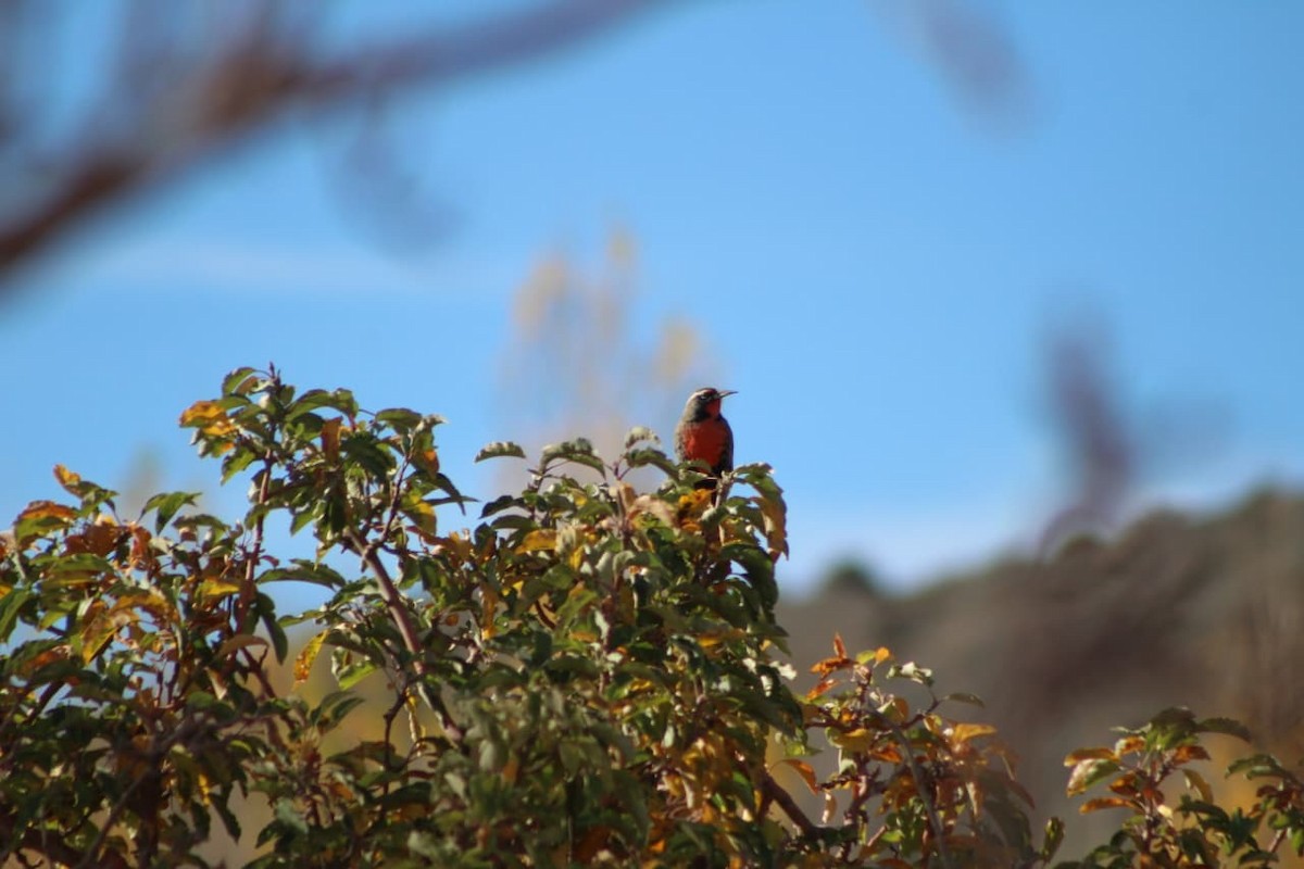 Long-tailed Meadowlark - ML642668577
