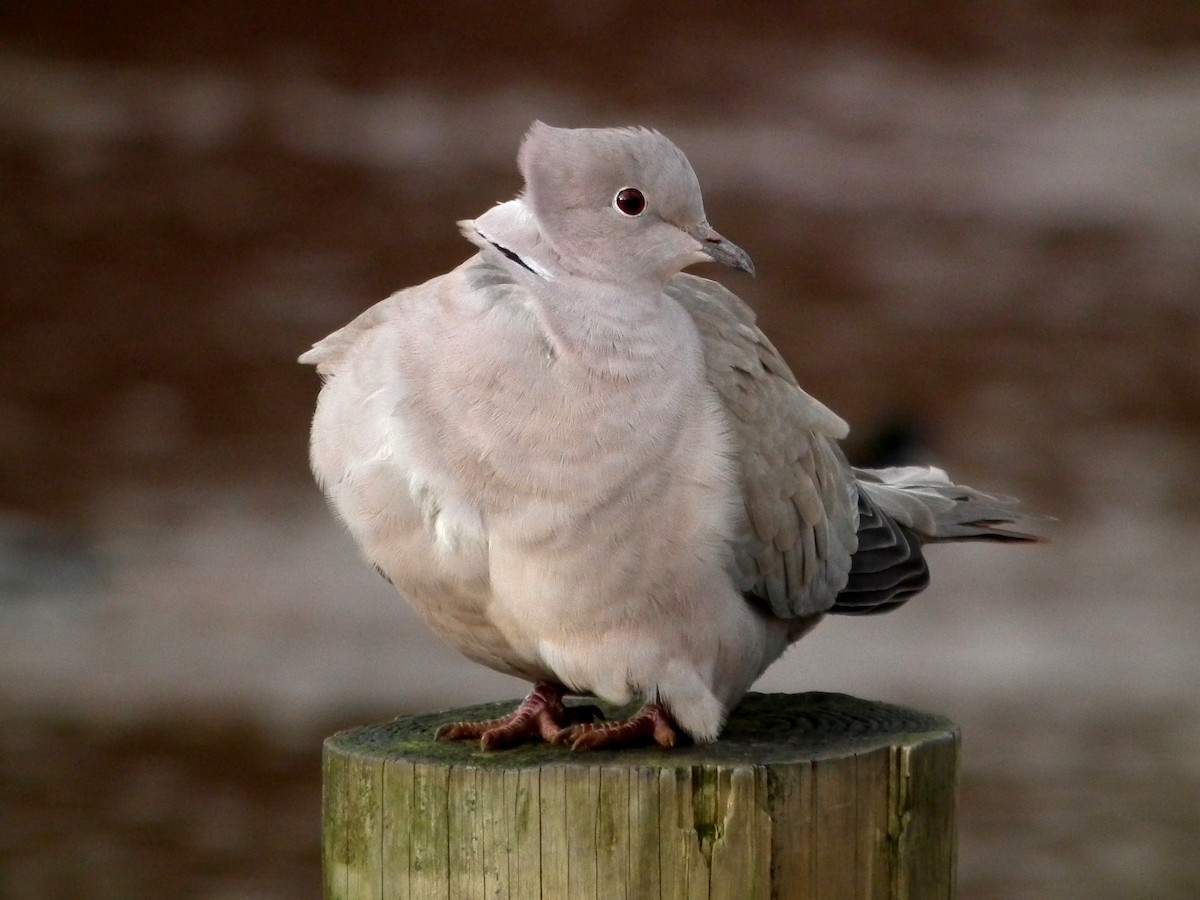 Буулгат хүүрзгэнэ - ML642668578