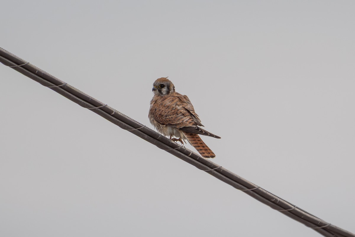 American Kestrel - ML642668612