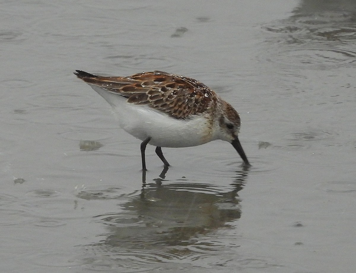 Western Sandpiper - ML642668618