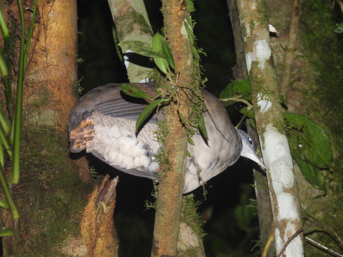 Great Tinamou - ML642668620