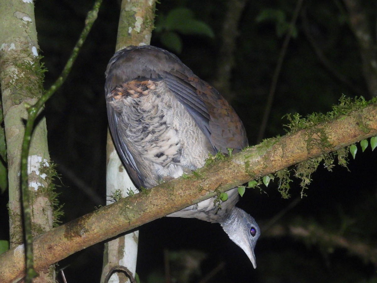 Great Tinamou - ML642668621