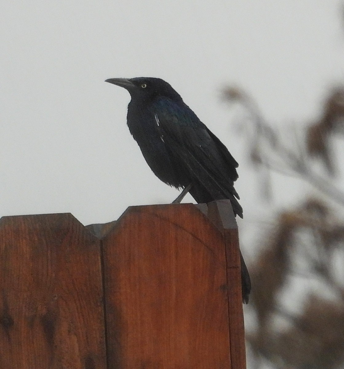 Great-tailed Grackle - ML642668625