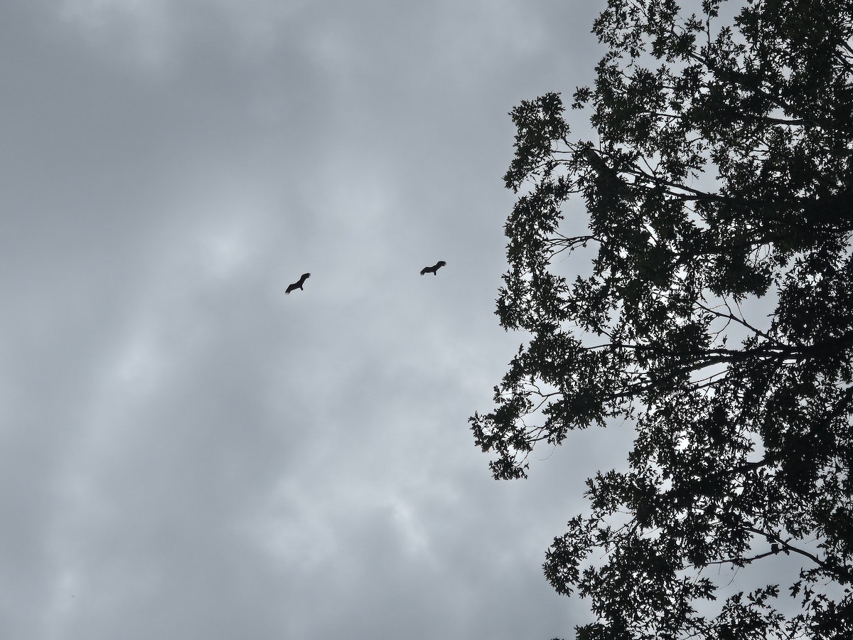 Turkey Vulture - ML642668626