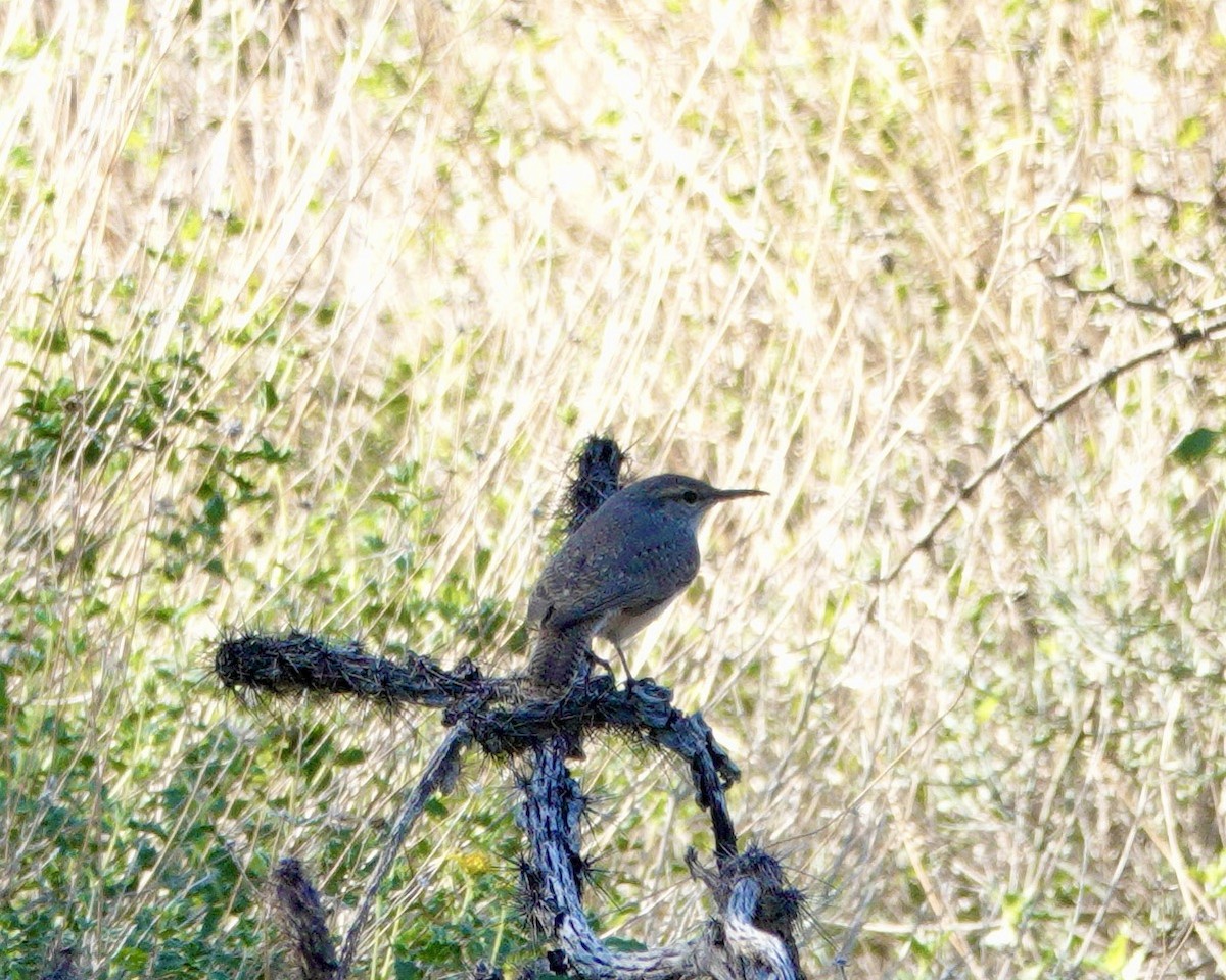 Rock Wren - ML642668629
