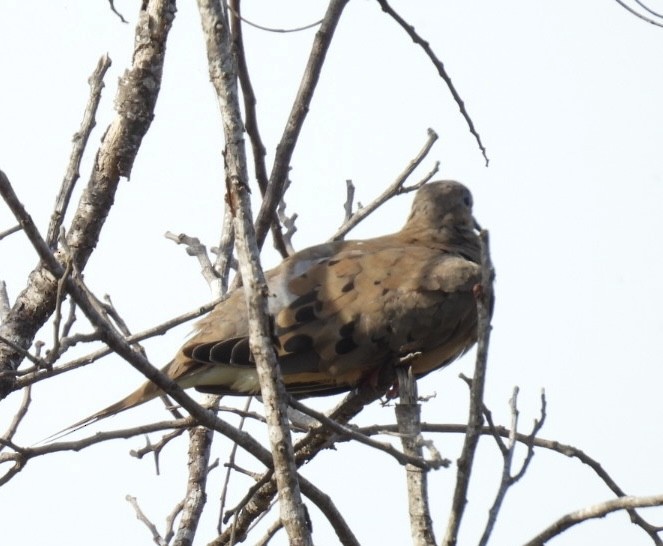 Mourning Dove - ML642668640
