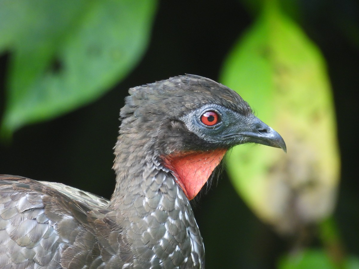 Crested Guan - ML642668653