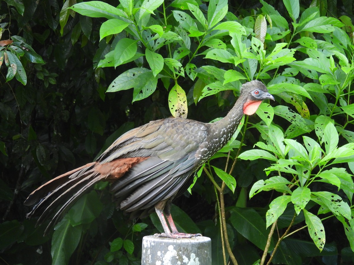 Crested Guan - ML642668654