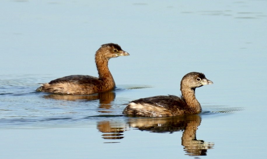 potápka americká - ML642668657