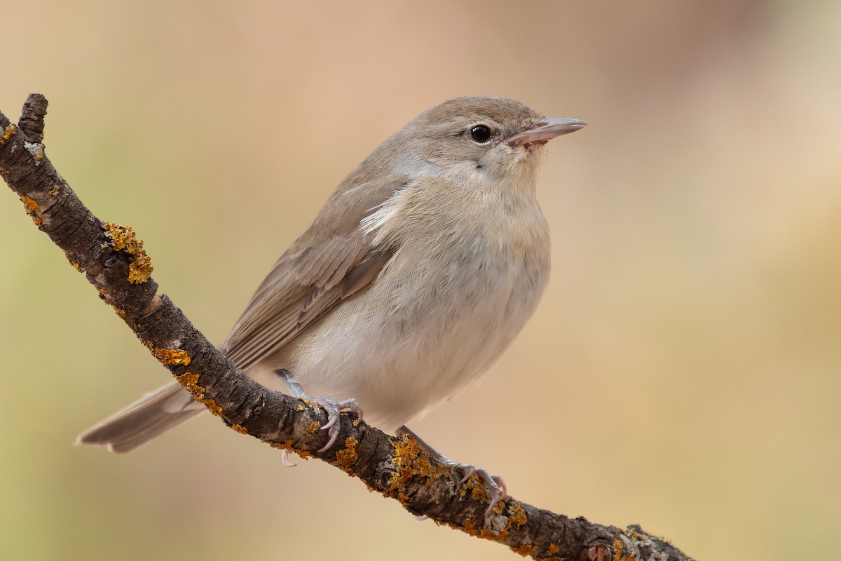 Garden Warbler - ML642668661
