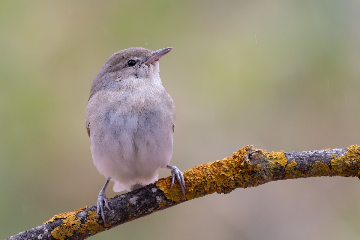 Garden Warbler - ML642668666