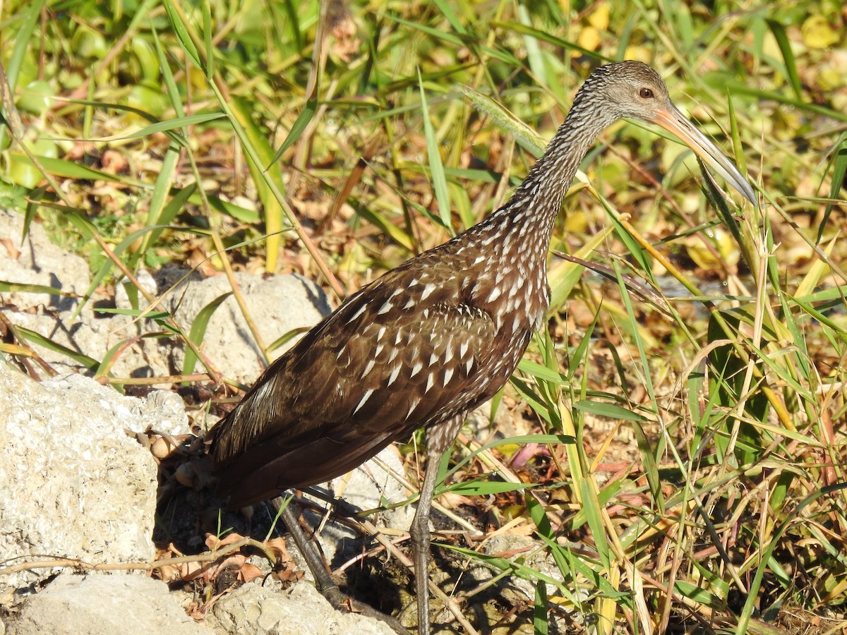 Limpkin - ML642668669