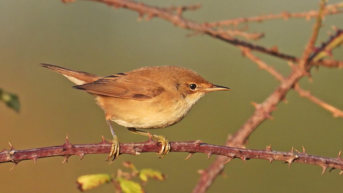 Common Reed Warbler - ML642668670