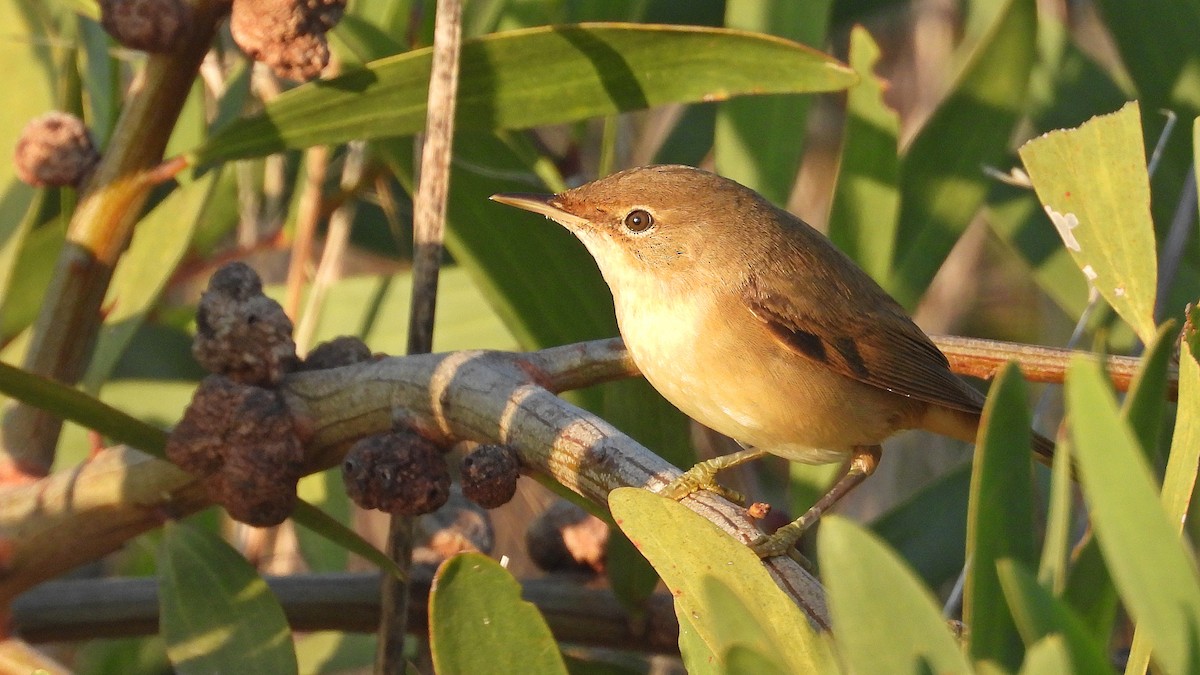 Common Reed Warbler - ML642668671