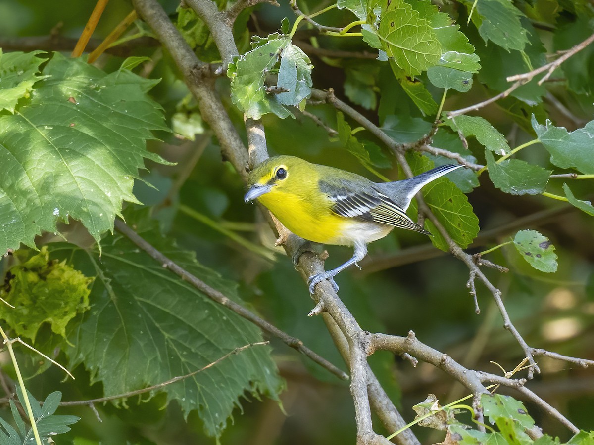 Yellow-throated Vireo - ML642668672