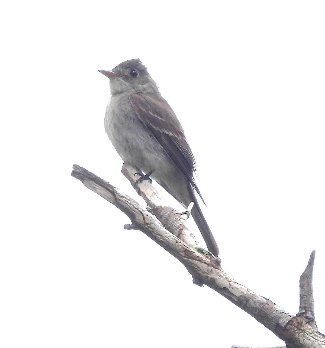 Eastern Wood-Pewee - ML642668687