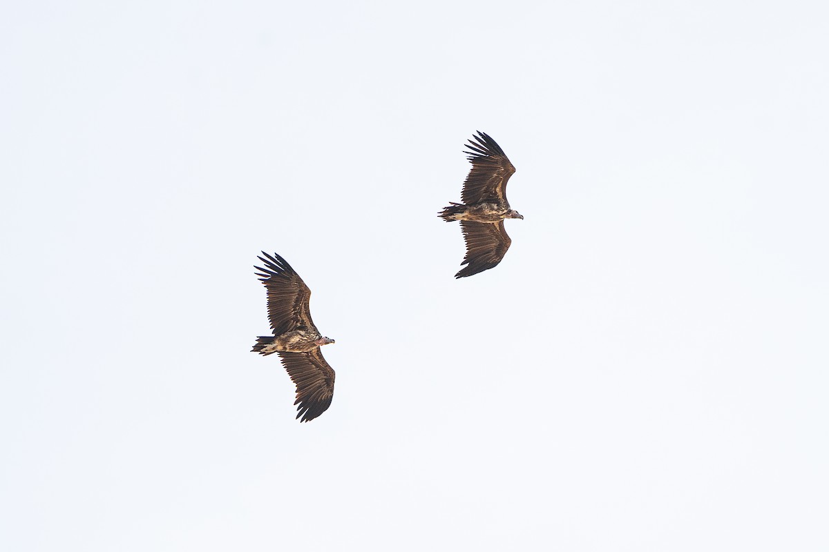 Lappet-faced Vulture - ML642668689
