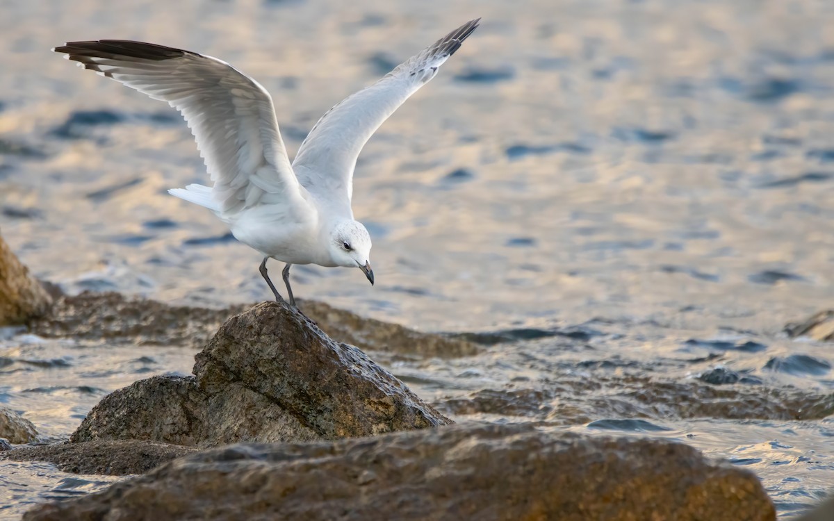 Audouin's Gull - ML642668711
