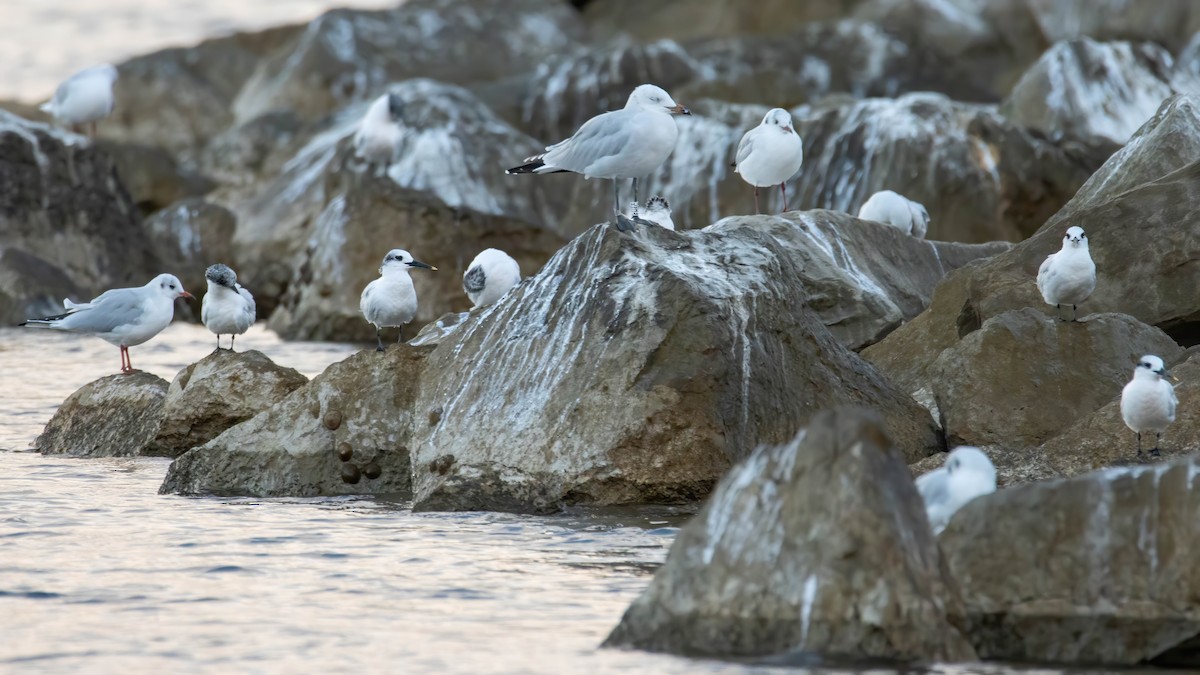 Audouin's Gull - ML642668712