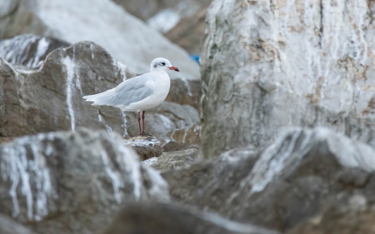 Mediterranean Gull - ML642668717