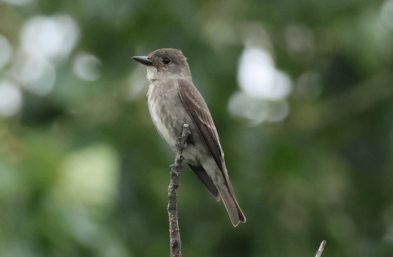 Olive-sided Flycatcher - ML642668718