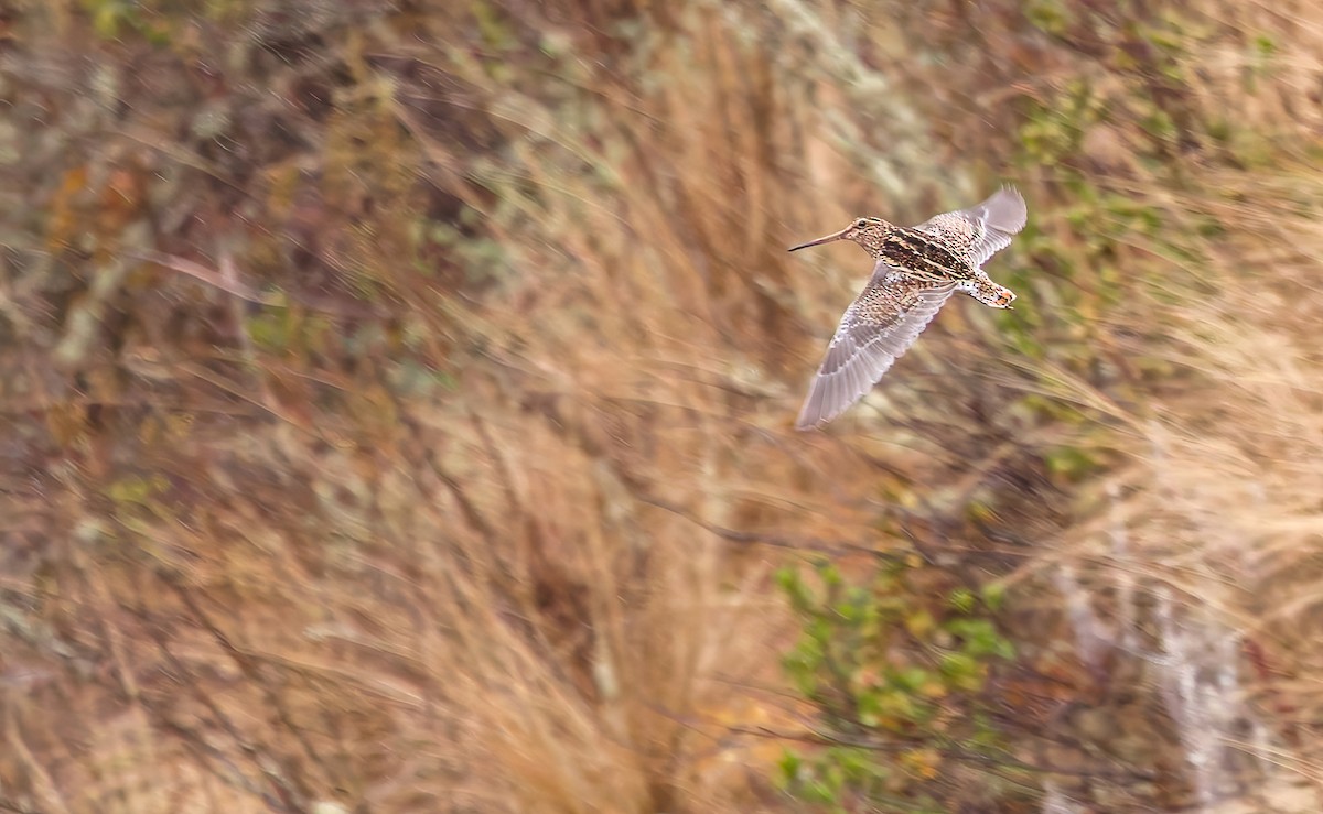 Puna Snipe - ML642668721