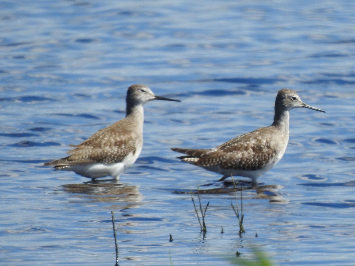 Lesser Yellowlegs - ML642668725