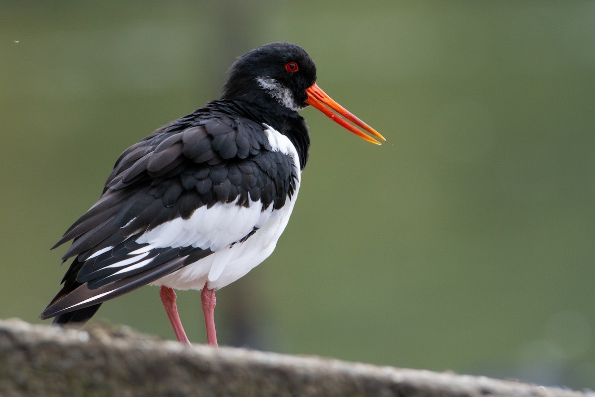 Beccaccia di mare - ML642668732