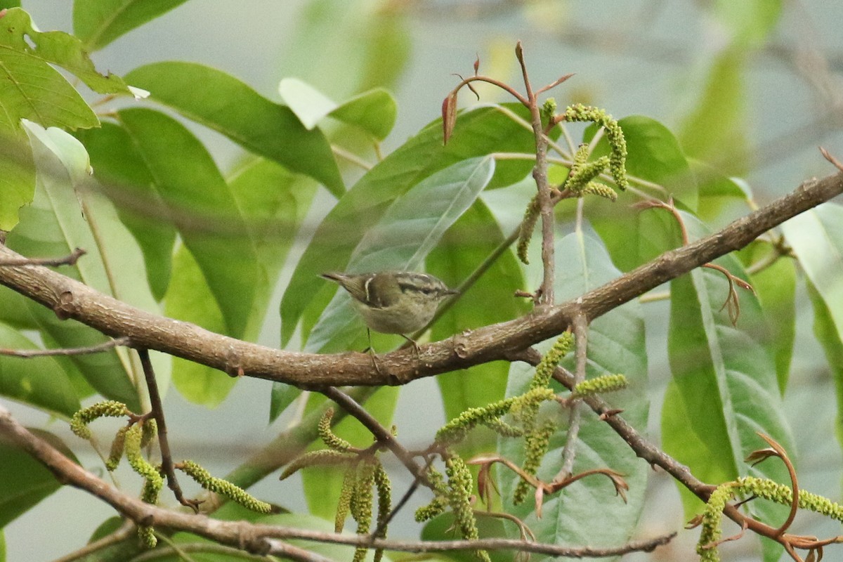 Ashy-throated Warbler - ML642668750