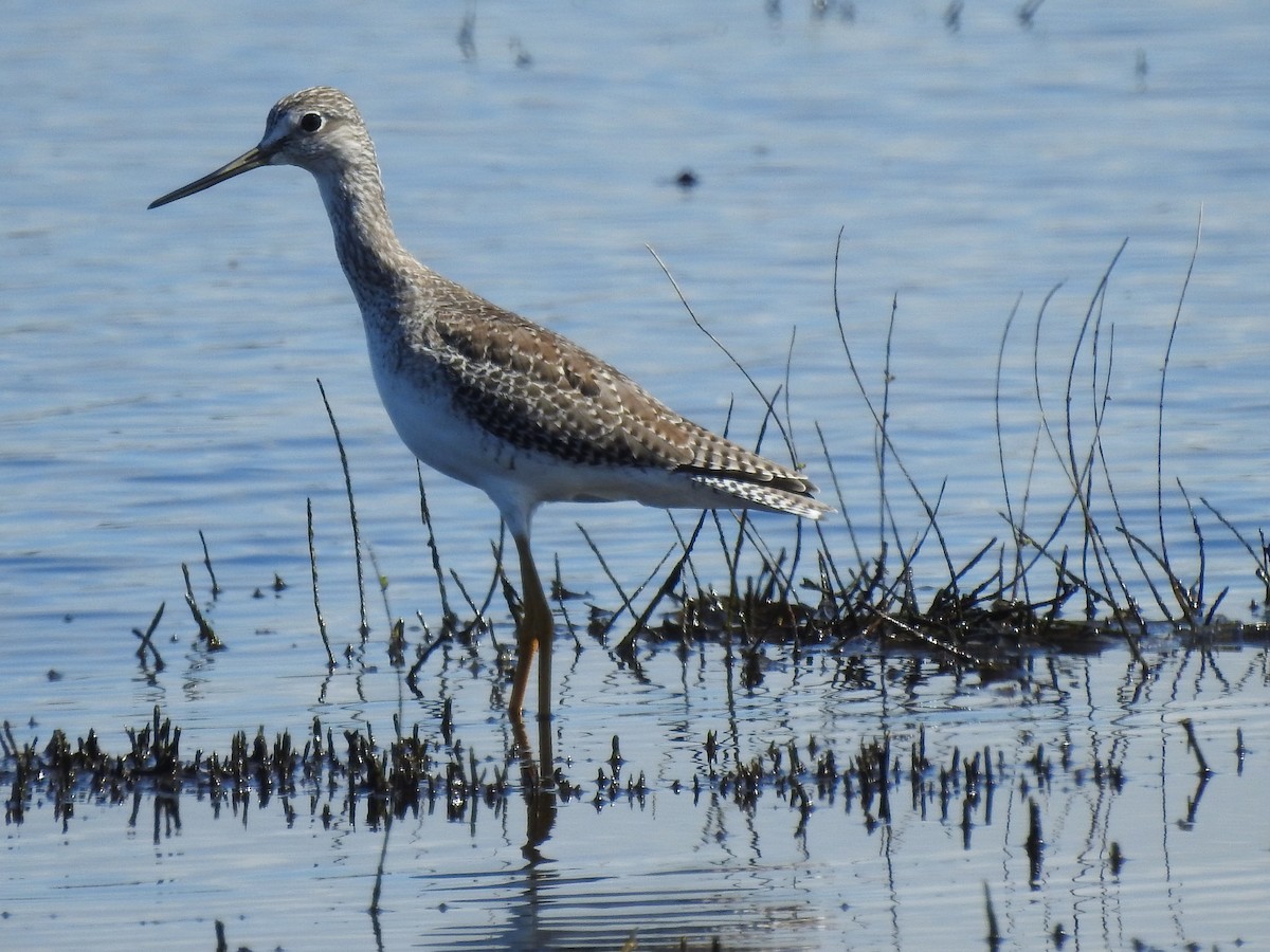 Greater Yellowlegs - ML642668770